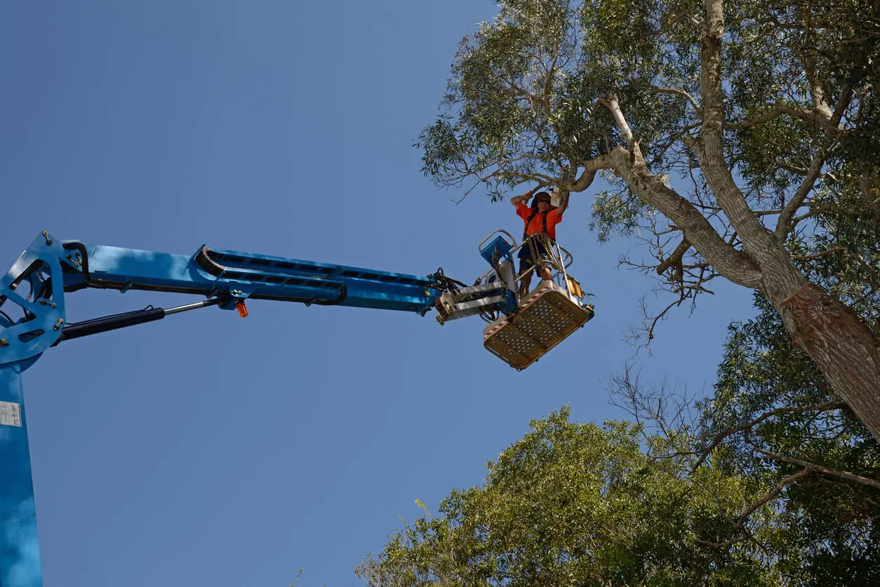 homme sur une nacelle qui coupe les branches très haute d'un arbre