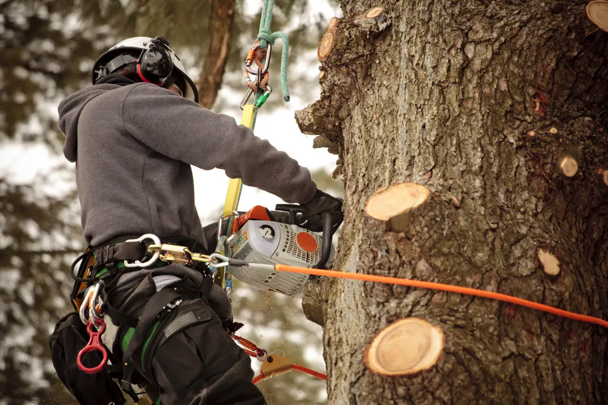 homme coupe les branches d'un arbre