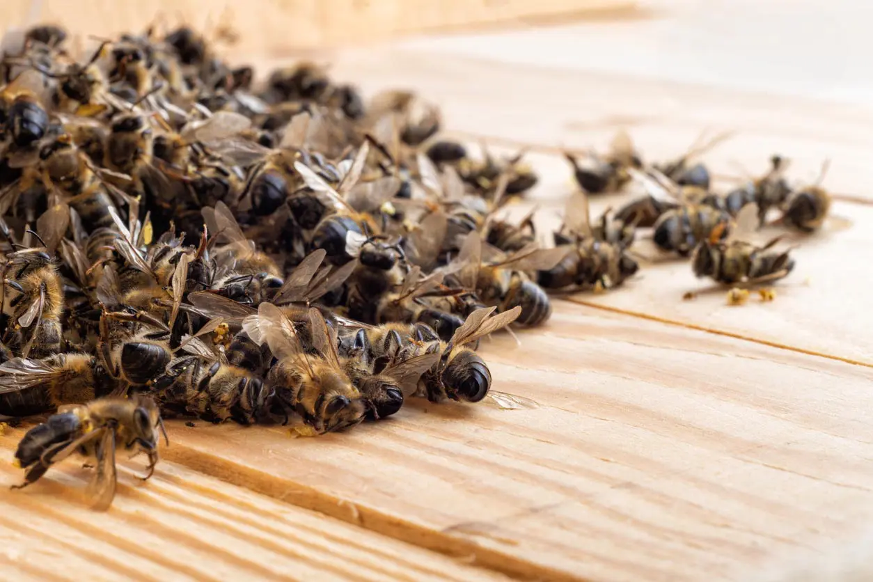Dead Bees In The Middle Of The Hive. Death Of Bees. Mass Poisoning Of Bees.