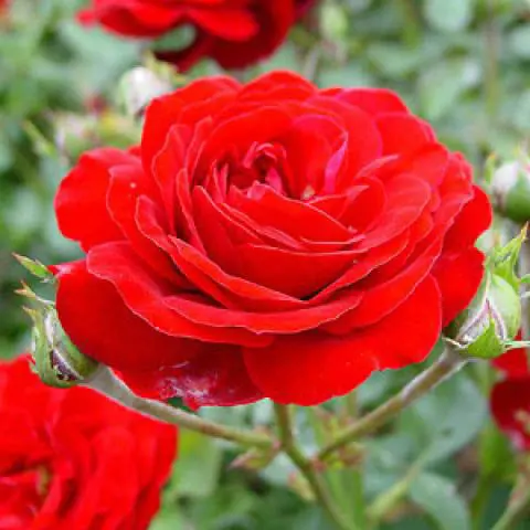 Rosier Polyantha